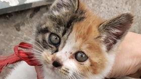 亚洲玩猫视频,玩猫视频带你领略猫咪的欢乐时光